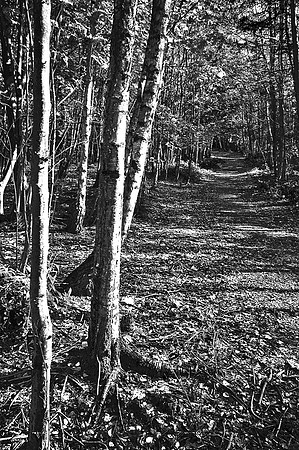 ERNCROFT WOOD13 HDR MSP0000475
