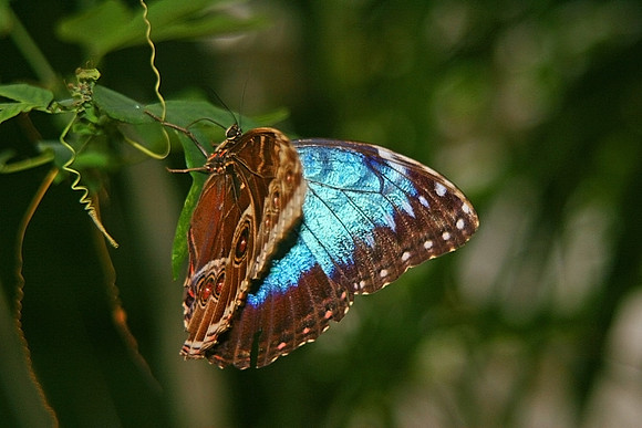 BUTTERFLY 12 MSP0000182