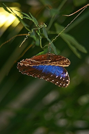 BUTTERFLY 9 MSP0000180