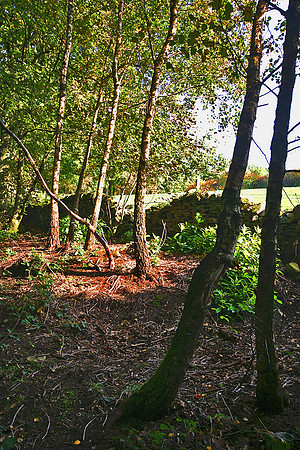 ERNCROFT WOOD 9 MSP0000485