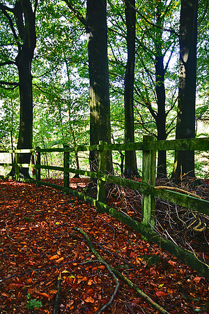 ERNCROFT WOOD 3 MSP0000495