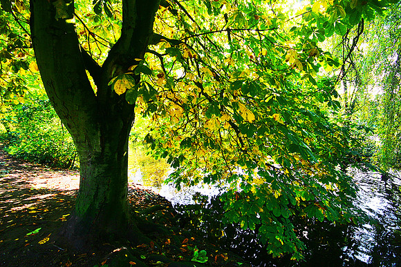 ETHEROW COUNTRY PARK 9 MSP0000476