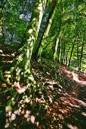DAPPLED TREE MSP0000496