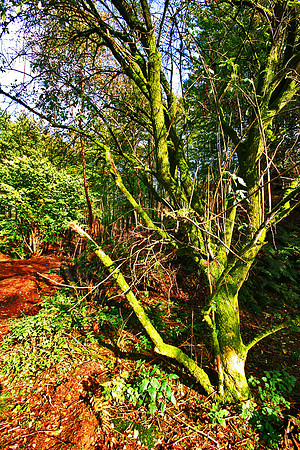 ERNCROFT WOOD 12 MSP0000478