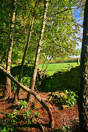 ERNCROFT WOOD 8 MSP0000486