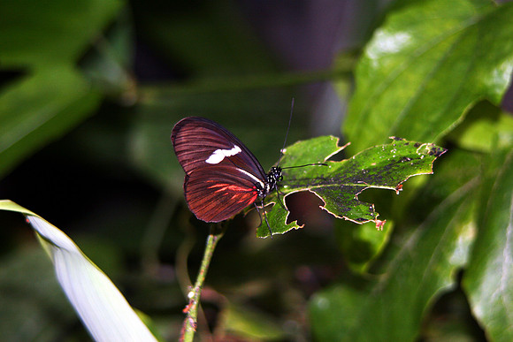 BUTTERFLY 14 MSP0000187