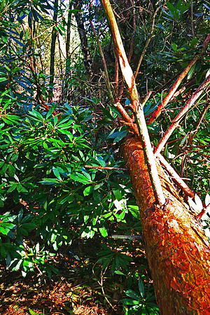 ERNCROFT WOOD 11 MSP0000482