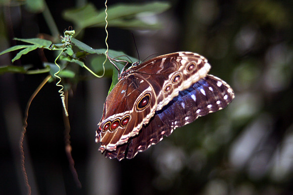 BUTTERFLY 4 MSP0000098