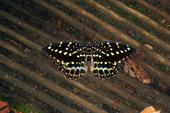 BUTTERFLY 11 MSP0000182
