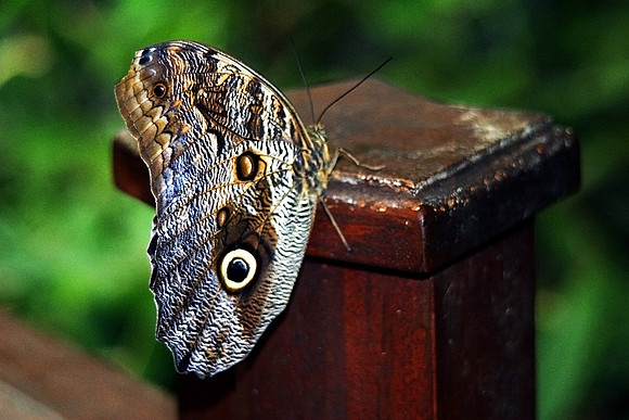 BUTTERFLY 7 MSP0000160