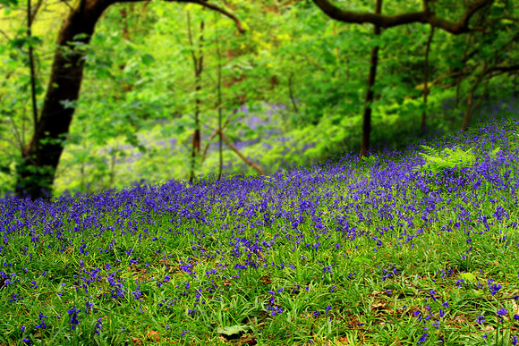 BLUEBELL WOODS MSP0000466