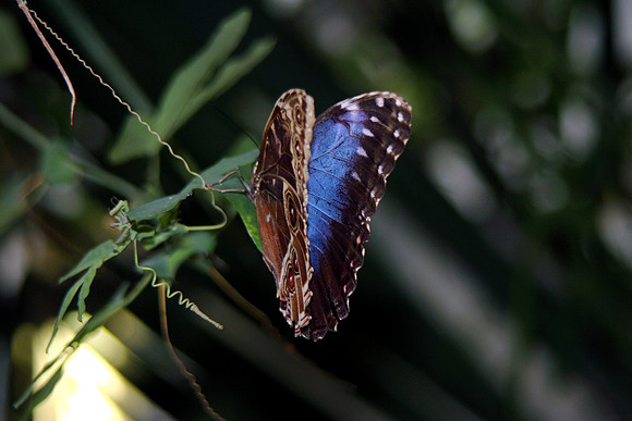 BUTTERFLY 2 MSP0000096