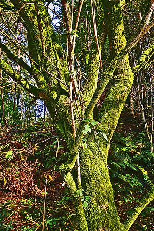 ERNCROFT WOOD 4 MSP0000494