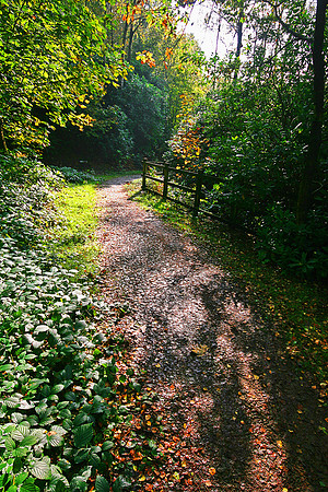 ERNCROFT WOOD 14 MSP0000474