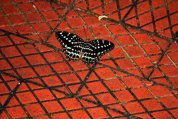 BUTTERFLY 6 MSP0000158