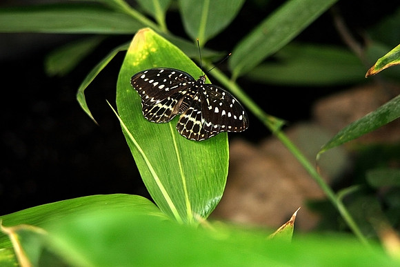 BUTTERFLY 10 MSP0000181