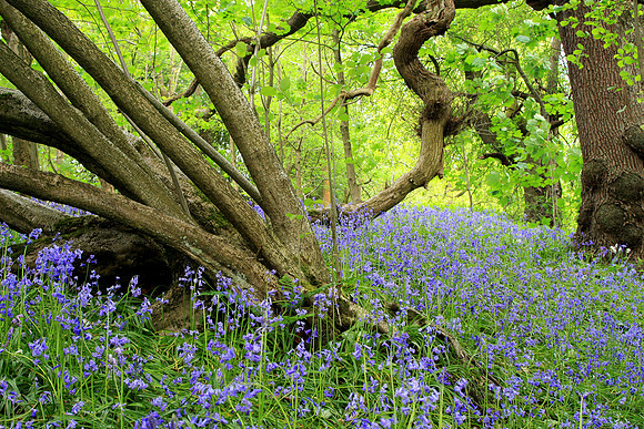 BLUEBELL WOODS MSP0000468