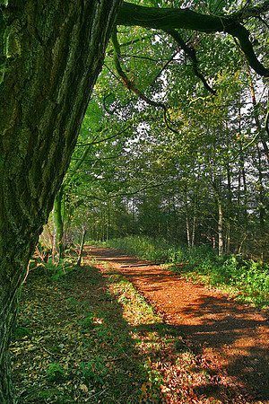 ERNCROFT WOOD 16 MSP0000471