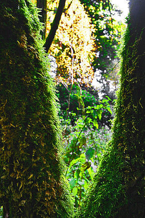 ERNCROFT WOOD 6 MSP0000489