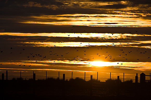 SUNSET MSP0005073