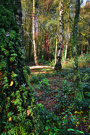 ERNCROFT WOOD 7 MSP0000487