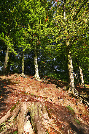 ETHEROW COUNTRY PARK 3 HDR MSP0000492