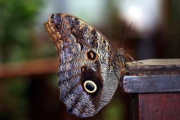 BUTTERFLY 8 MSP0000165