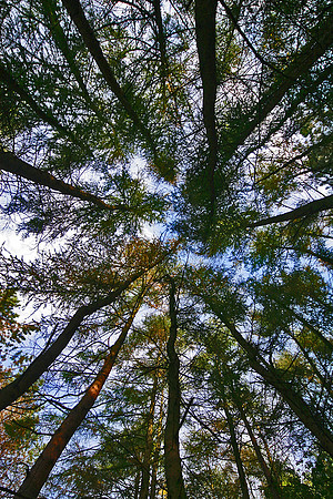 ERNCROFT WOOD COMPSTALL MSP0000498
