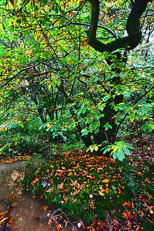 ERNCROFT WOOD 15 MSP0000473