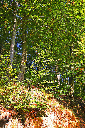 ETHEROW COUNTRY PARK 7 HDR MSP0000483
