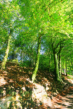 ETHEROW COUNTRY PARK 8 MSP0000479