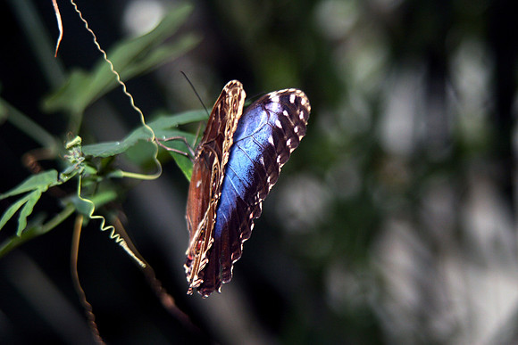 BUTTERFLY 3 MSP0000097