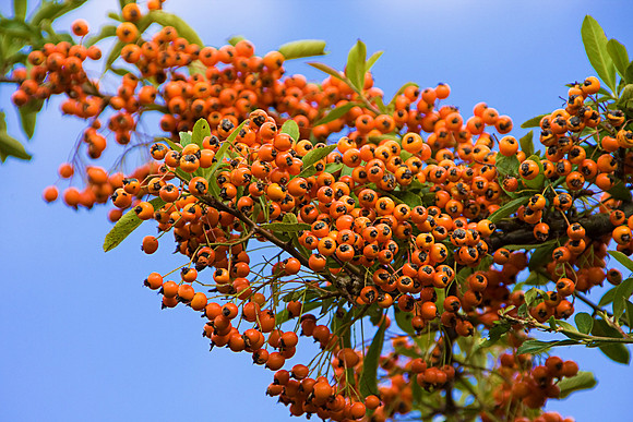 BERRIES MSP0003986