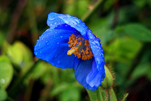 BLUE POPPY MSP0000694