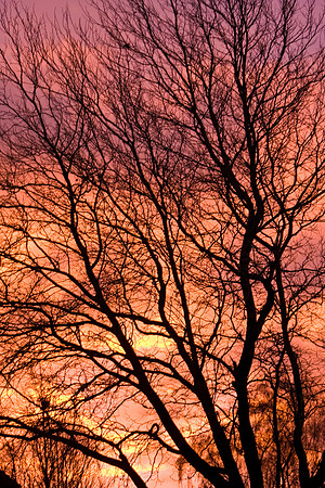 SUNRISE MSP0004607