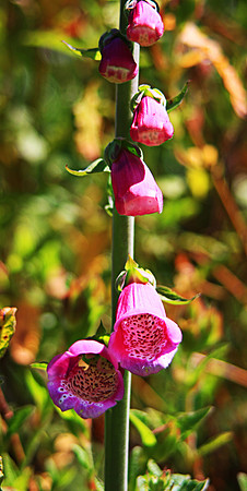 WOLD FOXGLOVE MSP0000771