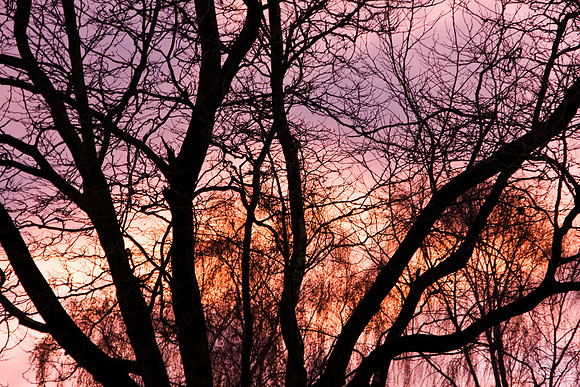 SUNRISE MSP0004608