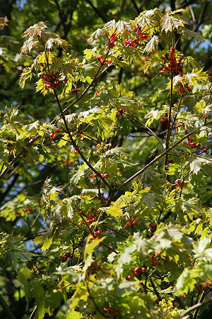DAYS OF SUMMER 13 MSP0000360