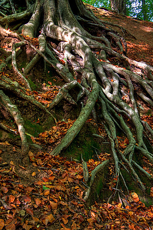 ROOTED TO THE GROUND HDR MSPOOO4074
