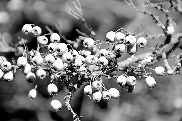 BERRIES MONO HDR MSP0003969