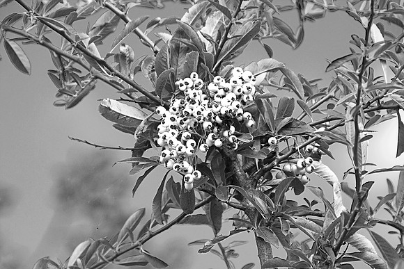 BERRIES MONO MSP0003983
