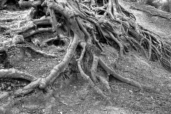 ROOTED TO THE GROUND MONO HDR MSP0004163