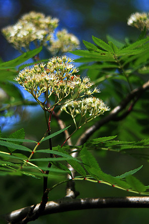 ROWAN BLOSSOM MSP0002396