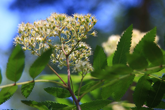 ROWAN BLOSSOM MSP0002398