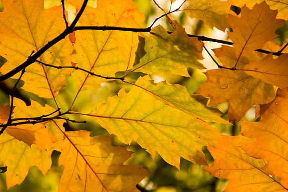 AUTUMN LEAVES MSP0004605