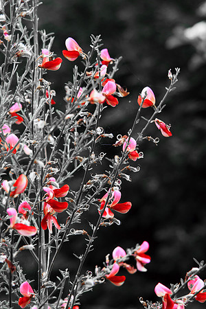 IN THE PINK MSP0002403