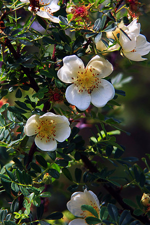 DOG ROSES MSP0002397