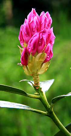CLOSED RHODEDENDRON MSP0000686