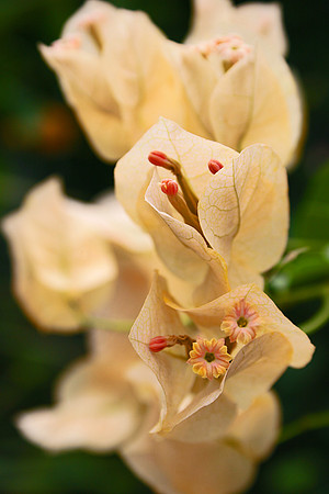 WHITE PAPER FLOWER bougainvilleas MSP0000262