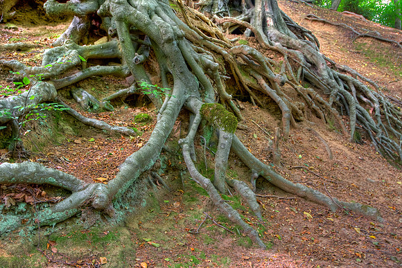 ROOTED TO THE GROUND HDR MSP0004162
